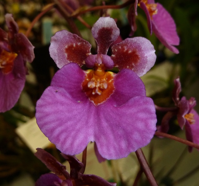 Tolu. Irene Gleason x Tolu. Capalaba Sunrise.JPG