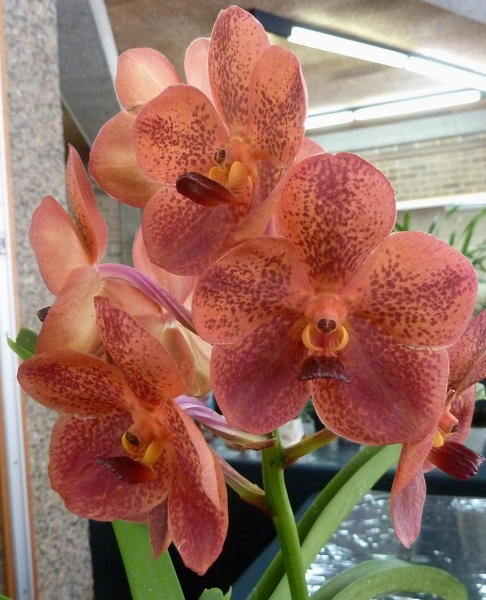 V. Kultana Gold x Ascda. Korb Fah.JPG