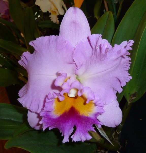 Rlc. Paradise Supreme ...JPG