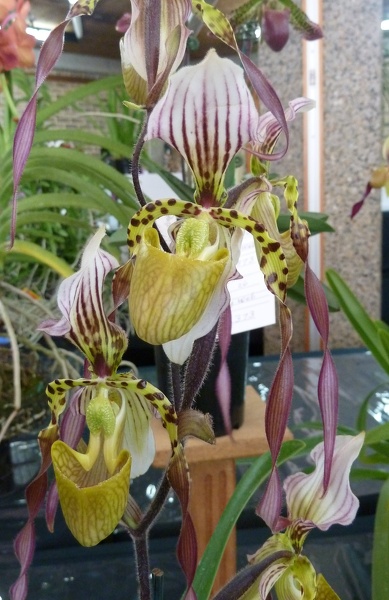 Paph. Lebaudyanum.JPG