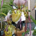 Paph. Lebaudyanum.JPG