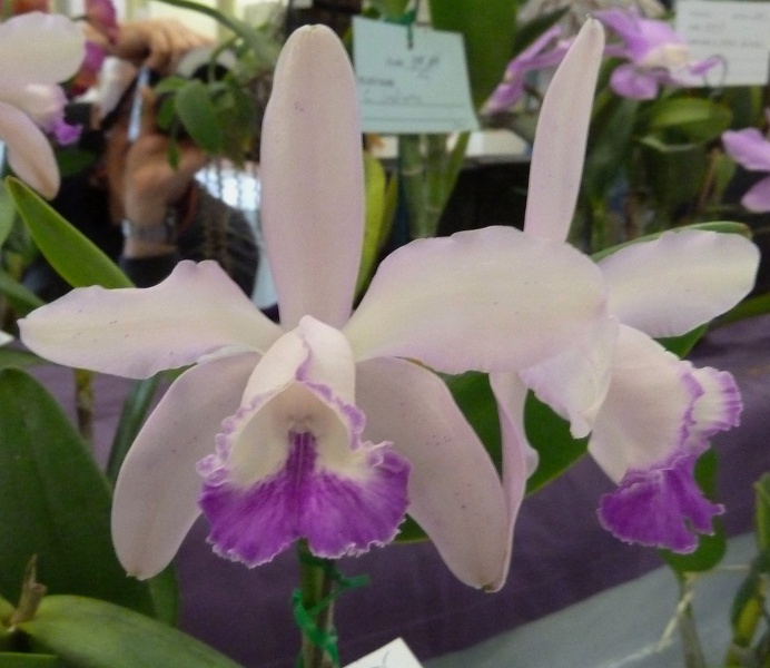 C. Caudebec x C. intermedia.JPG