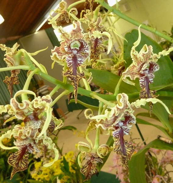 Den. spectabile 'Rusty Pride..JPG