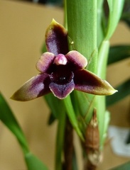 variabilis "Choc"