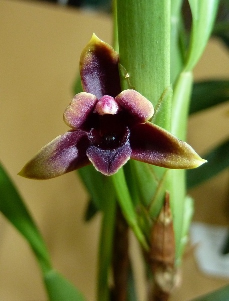 variabilis "Choc"