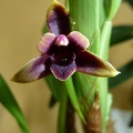 variabilis "Choc"