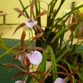 E. bractescens.JPG