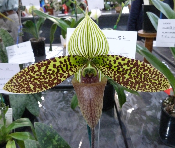 Paph. sukhakulii "Green Giant"