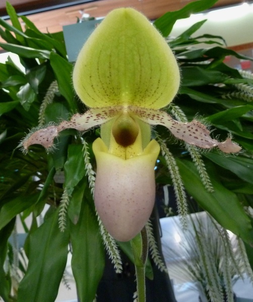 Paph. primulinum.JPG