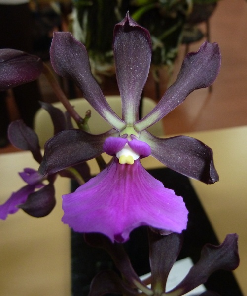 E. cordigera.JPG