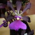 E. cordigera.JPG