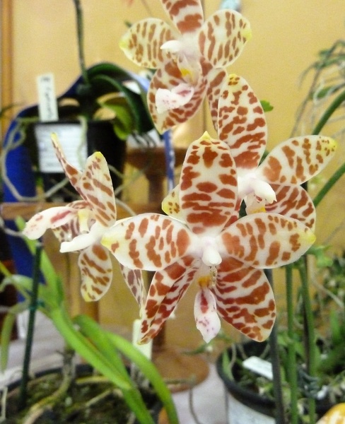 Phal. amboinensis.JPG