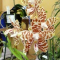 Phal. amboinensis.JPG