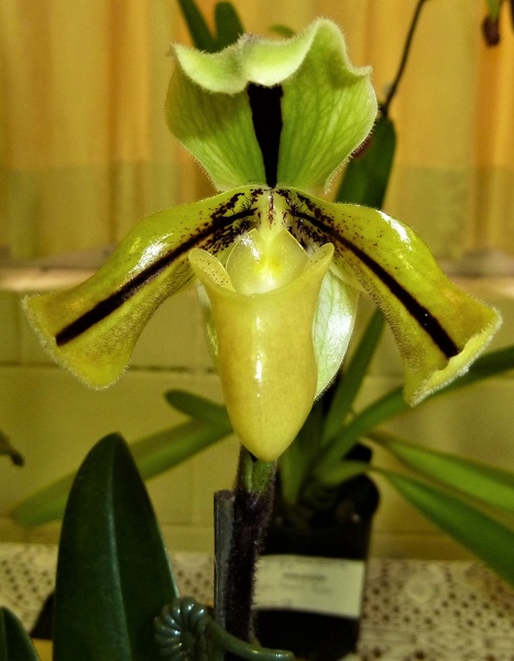 Paph. druryi.JPG