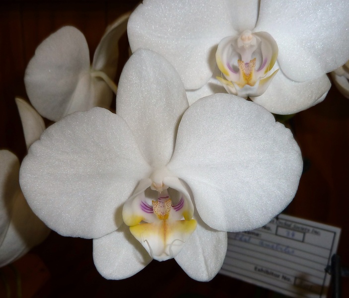 Phal. amabilis.JPG