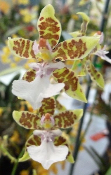 Onc. leucochilum.JPG