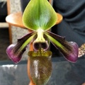 Paph. hookerae.JPG