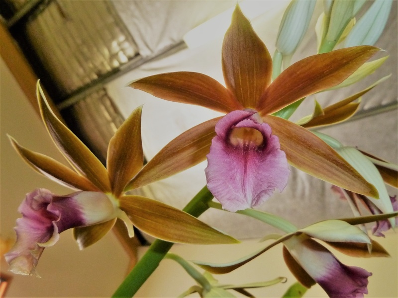 Phaius. tankervilleae.JPG