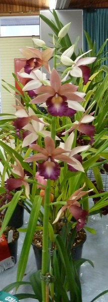 Phaius. tankervilleae1.JPG