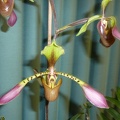 Paph. lowii,,.JPG