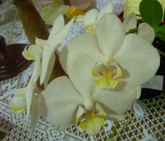 Phal. aphrodite.JPG