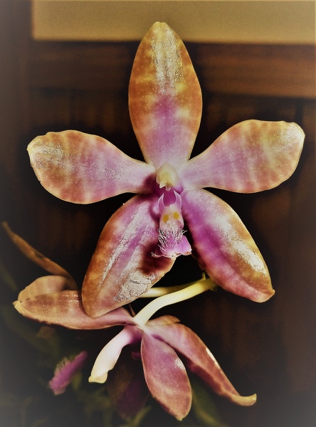 Phal. lueddemanniana.JPG