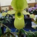 Paph. primulinum...JPG