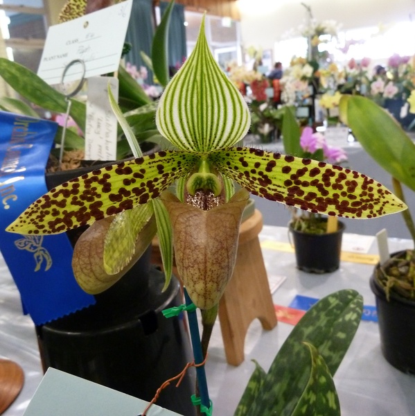 Paph. sukhakulii.JPG