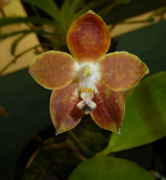 Phal. venosa.JPG