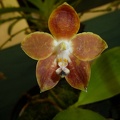 Phal. venosa.JPG