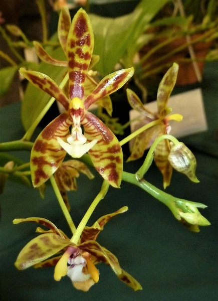 Phal. mannii,,.JPG