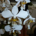 Phal. stuartiana.JPG