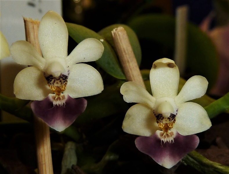 Phal. parishii