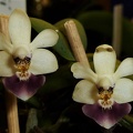 Phal. parishii