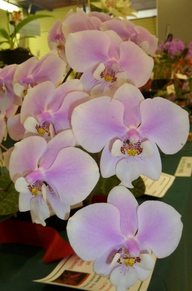 Phal. schilleriana,,..JPG