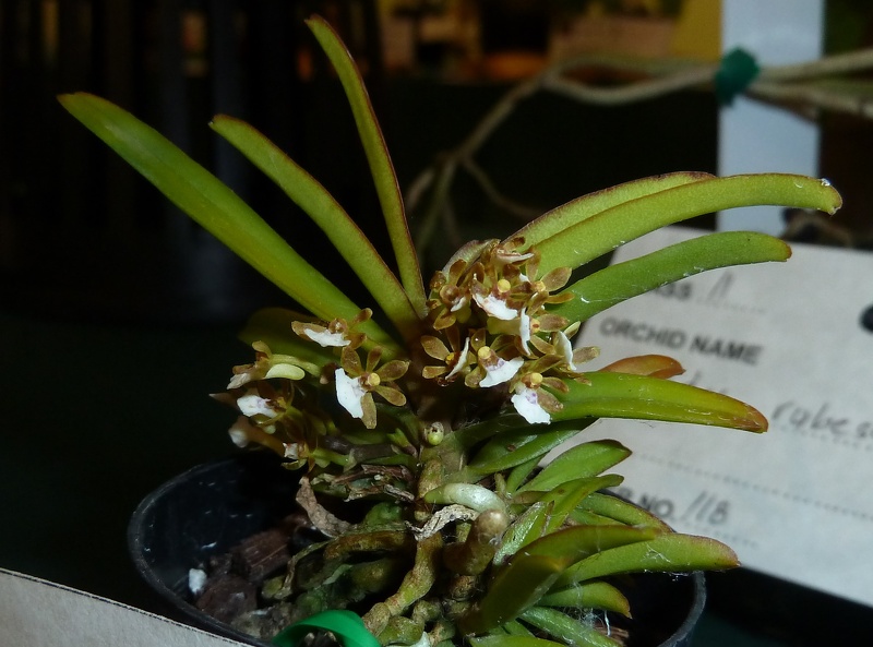 Trgl. triflora.JPG