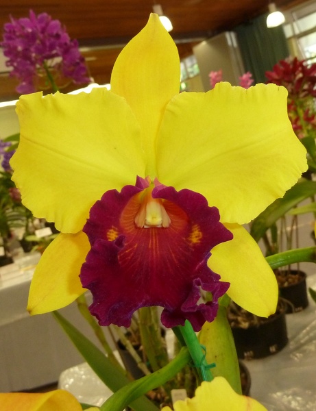 Rlc. Toshie Flare x Rlc. Dal's Toshie.JPG