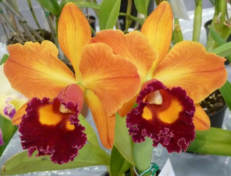 Rlc. Toshie Flare x Rlc. Aussie Gold T'nt).JPG