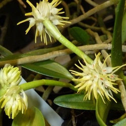 Bulbophyllum (Bulb.)