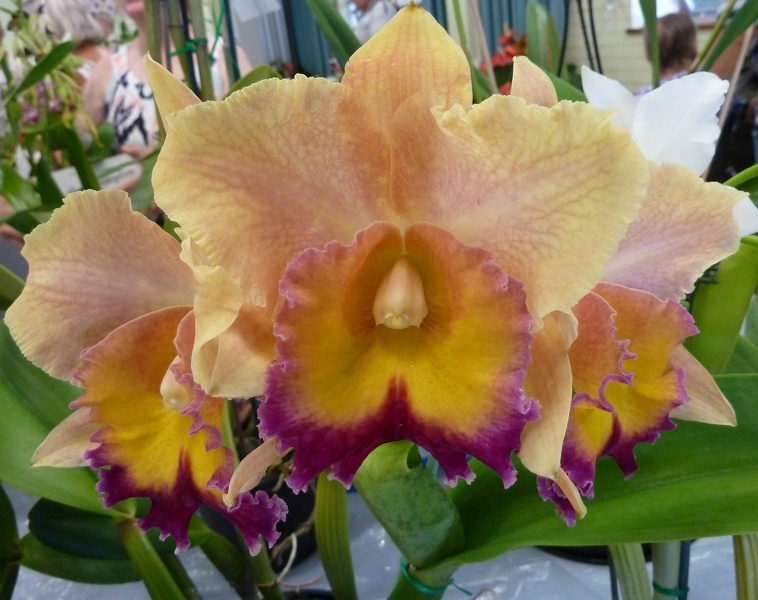 C. Persepolis 'Splender' x Rth. Free Spirit 'Laina'.JPG