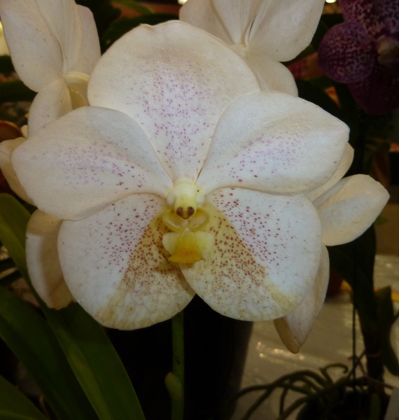 Ascda. Brighton's Moonbeam..JPG