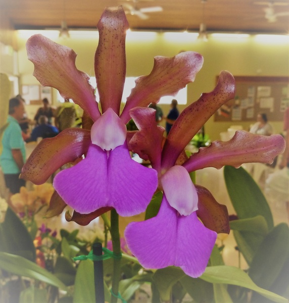 Cattleya [C.] bicolor ssp. brasiliensis.JPG