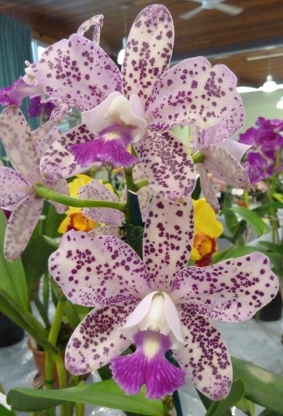 C. Caudebec 'Southern Cross' x C. Lumita 'Bold Spots'.JPG