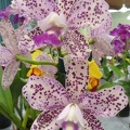 Caudebec "Southern Cross" x Lumita "Bold Spots"