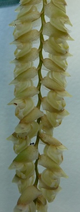 imbricata