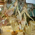 Stanhopea [Stan.] tigrina.JPG