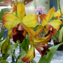 Rlc. Toshie Aoki x Ctt. Susan Holcombe