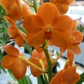 Ascda. Brighton's Gold 'Magnifica'.JPG