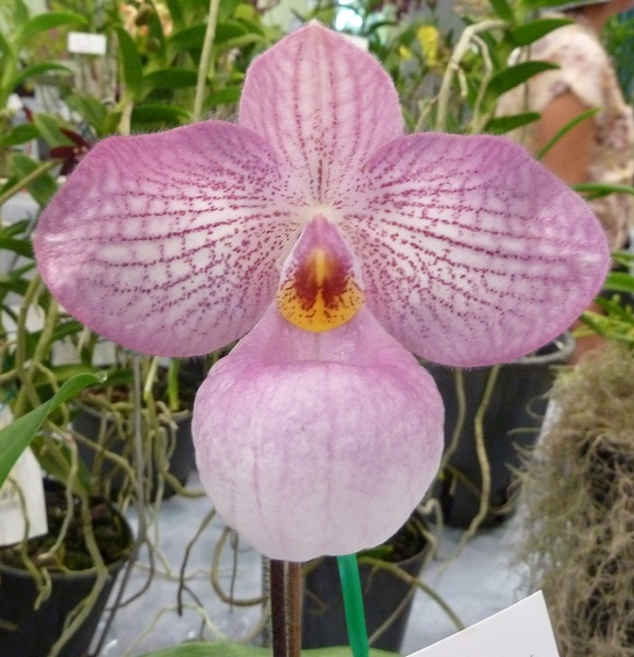 Paph. Magic Lantern (Paph. micranthum x Paph. delenatii) (2).JPG