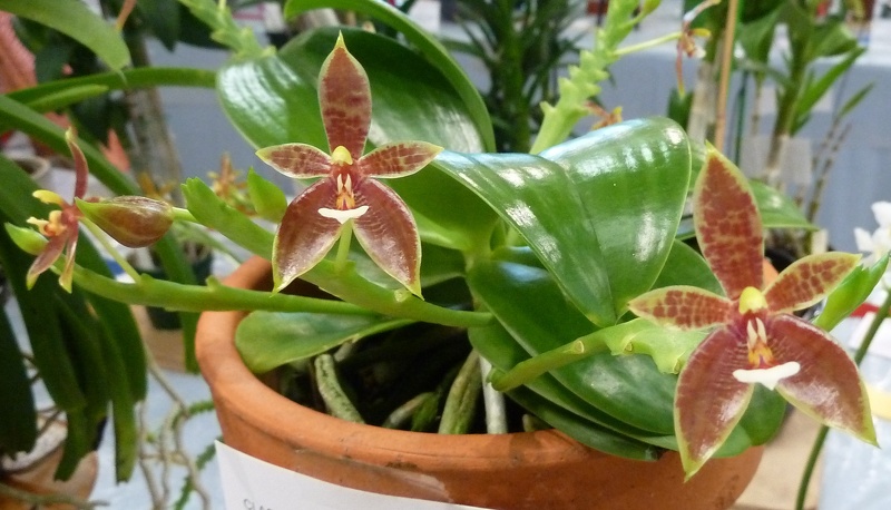 Phal. cornu-cervi,,.JPG